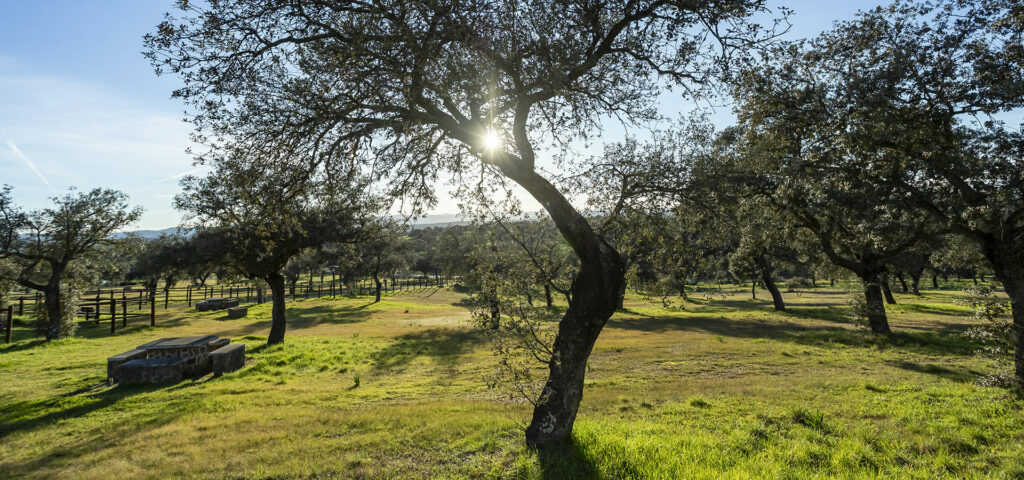 hogueras 57 hogueras 57