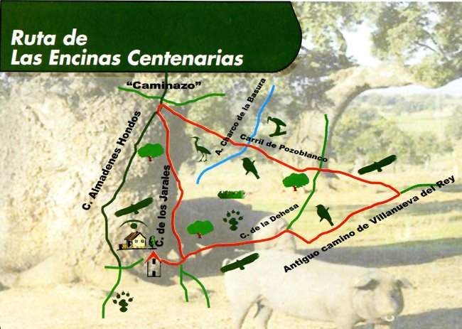 ruta encinas