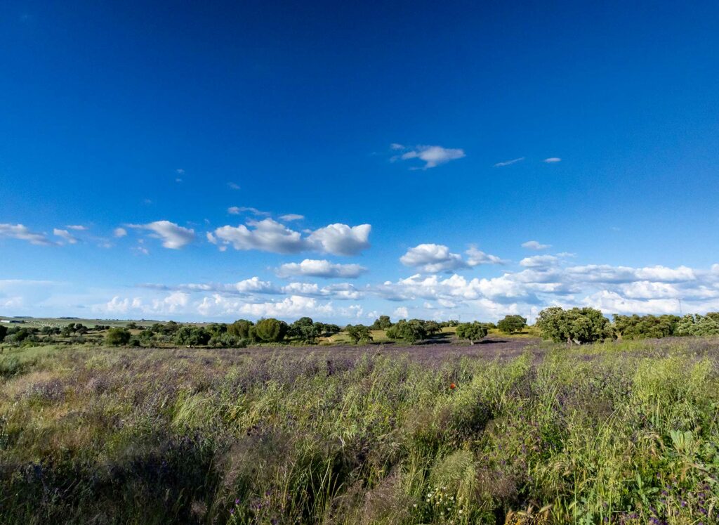 Nuestra dehesa dehesa 7 (1)