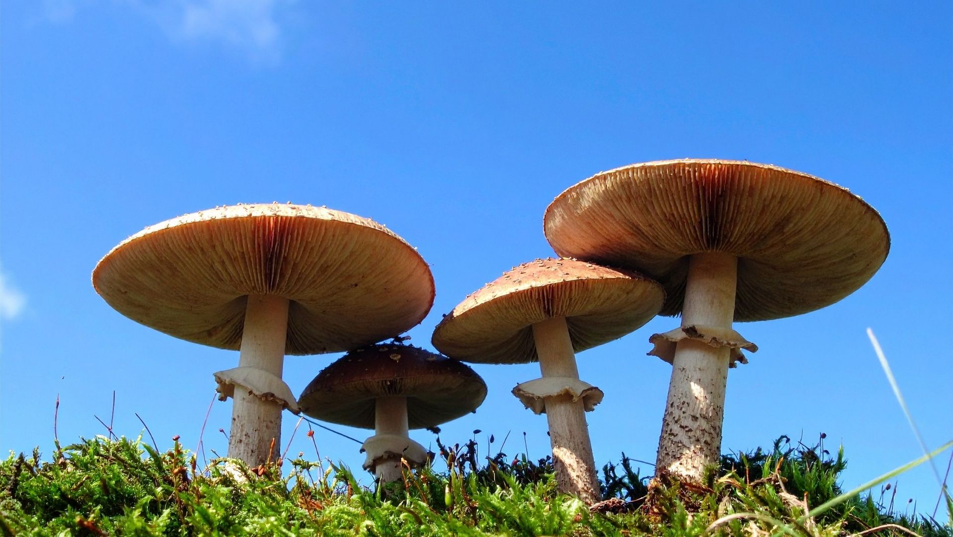 Jornadas Micológicas diseño sin título (2)