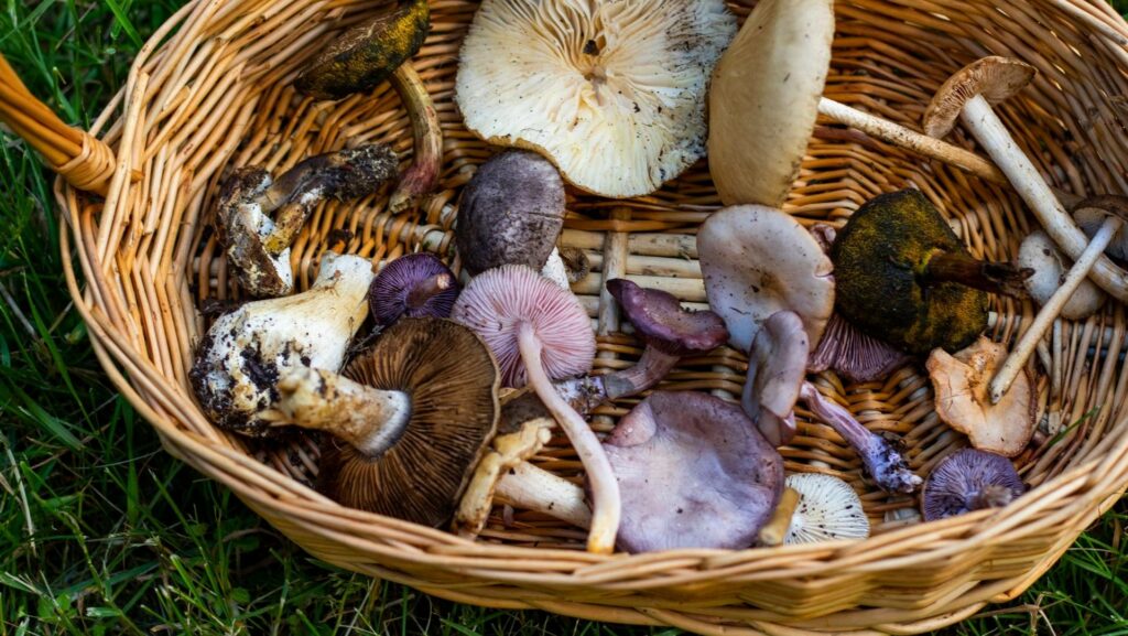 diseño sin título (3)