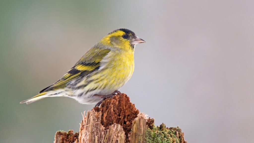 Jornadas Ornitológicas diseño sin título (4)