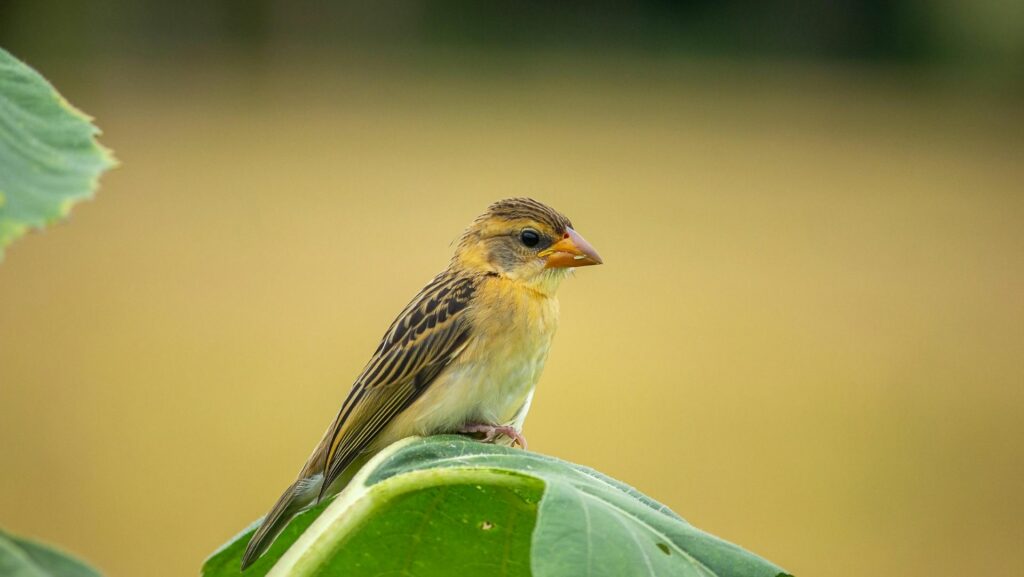 Jornadas Ornitológicas diseño sin título (5)