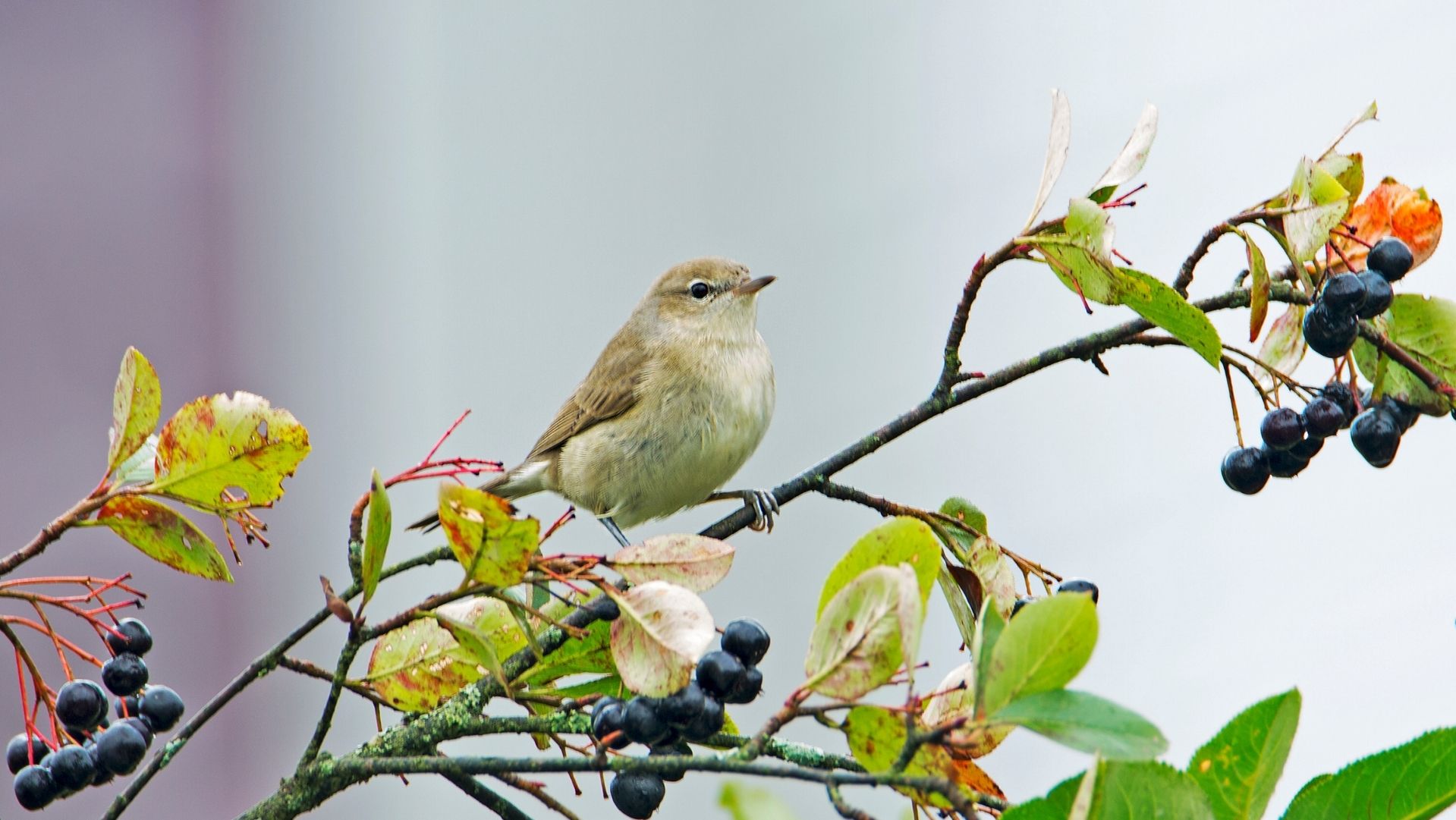 Jornadas Ornitológicas diseño sin título (6)
