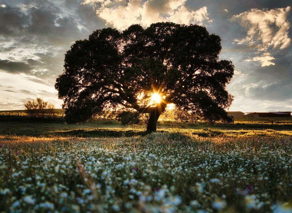 Nuestra dehesa encina horizontal
